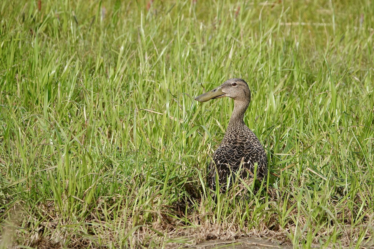 Canard bridé - ML644683674