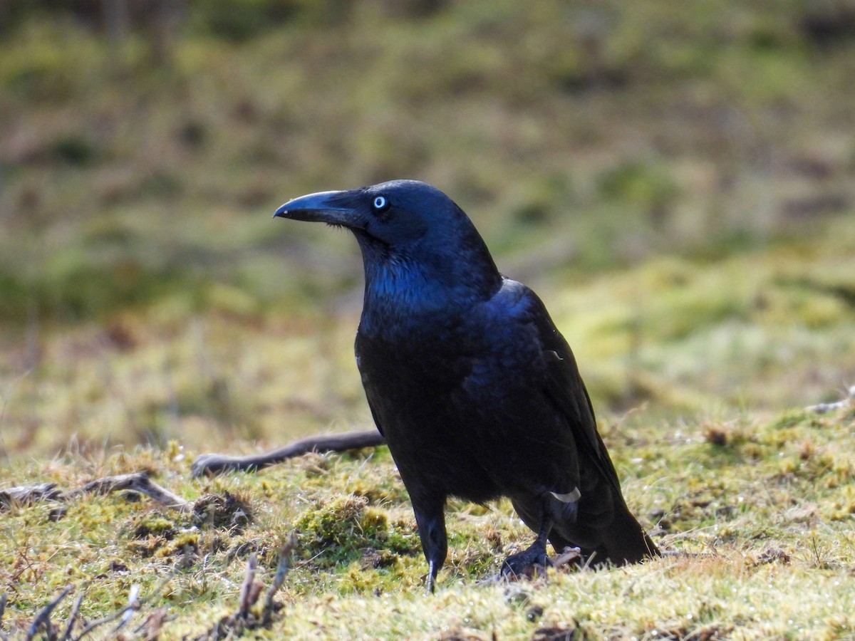 Forest Raven - ML644683676