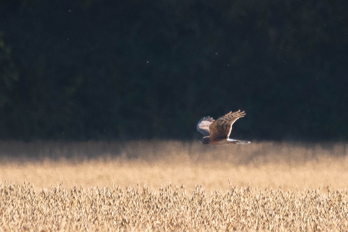 Busard des marais - ML644683677