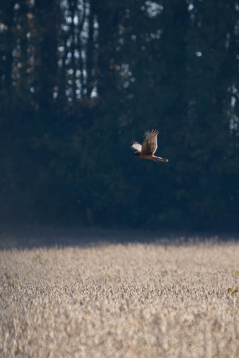 Busard des marais - ML644683678