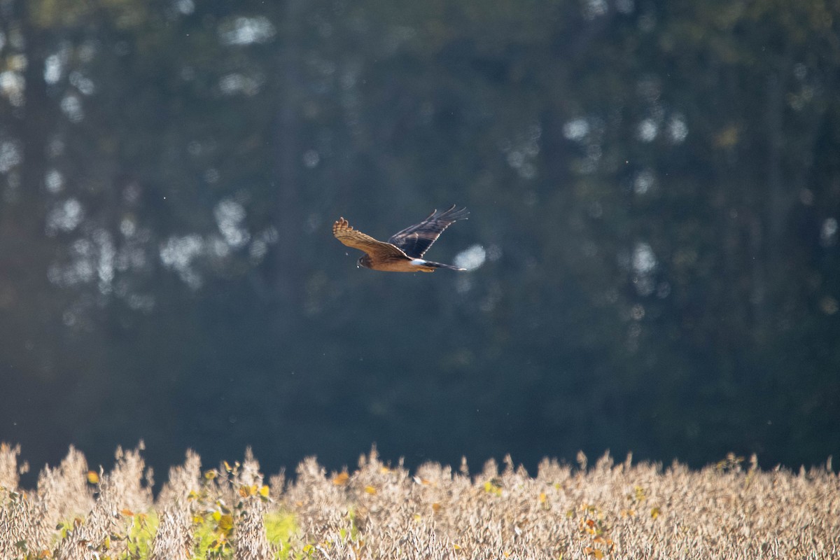 Northern Harrier - ML644683679