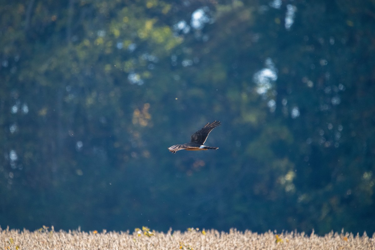 Busard des marais - ML644683680