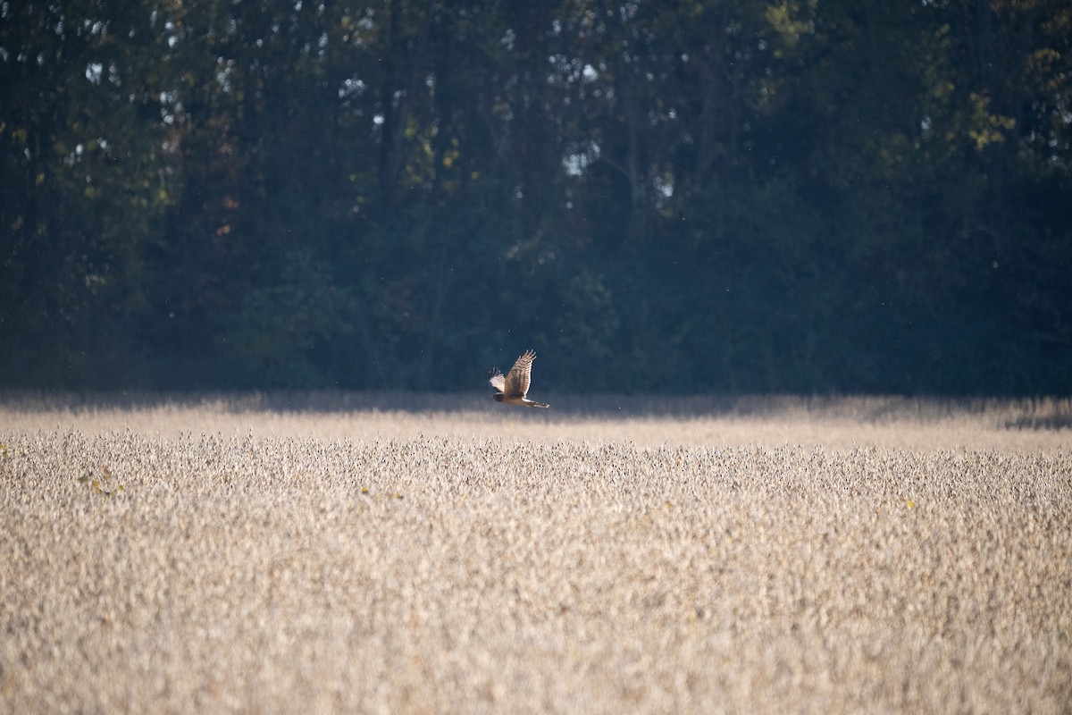 Busard des marais - ML644683681