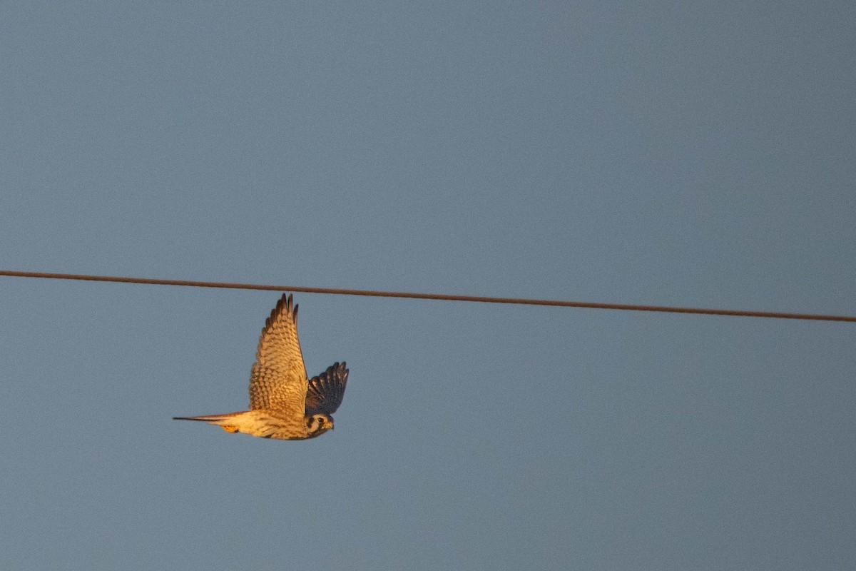 American Kestrel - ML644683691