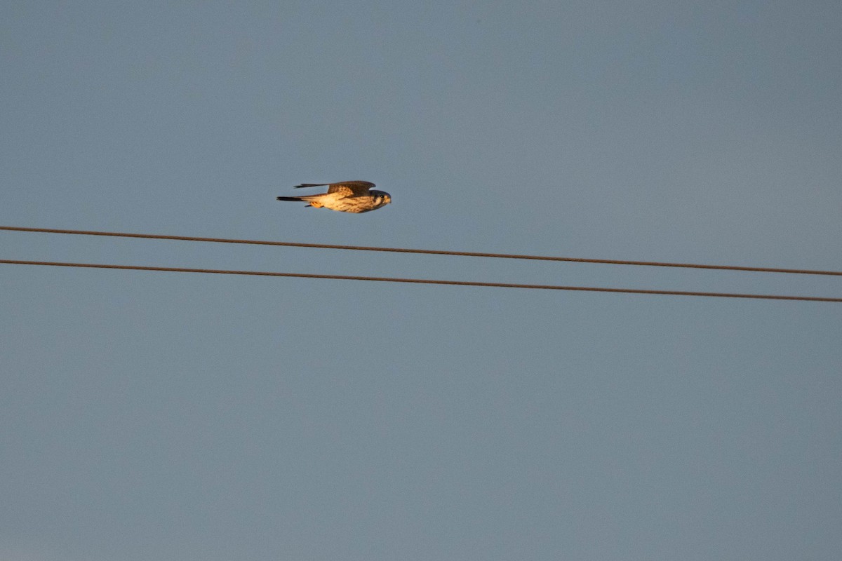 American Kestrel - ML644683692