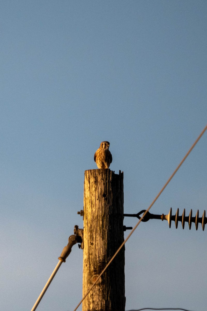 American Kestrel - ML644683693