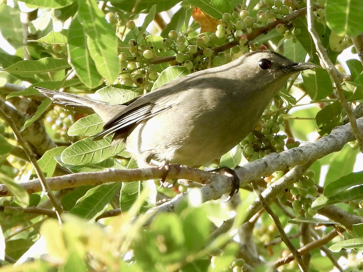 drozdec černohlavý - ML644683694