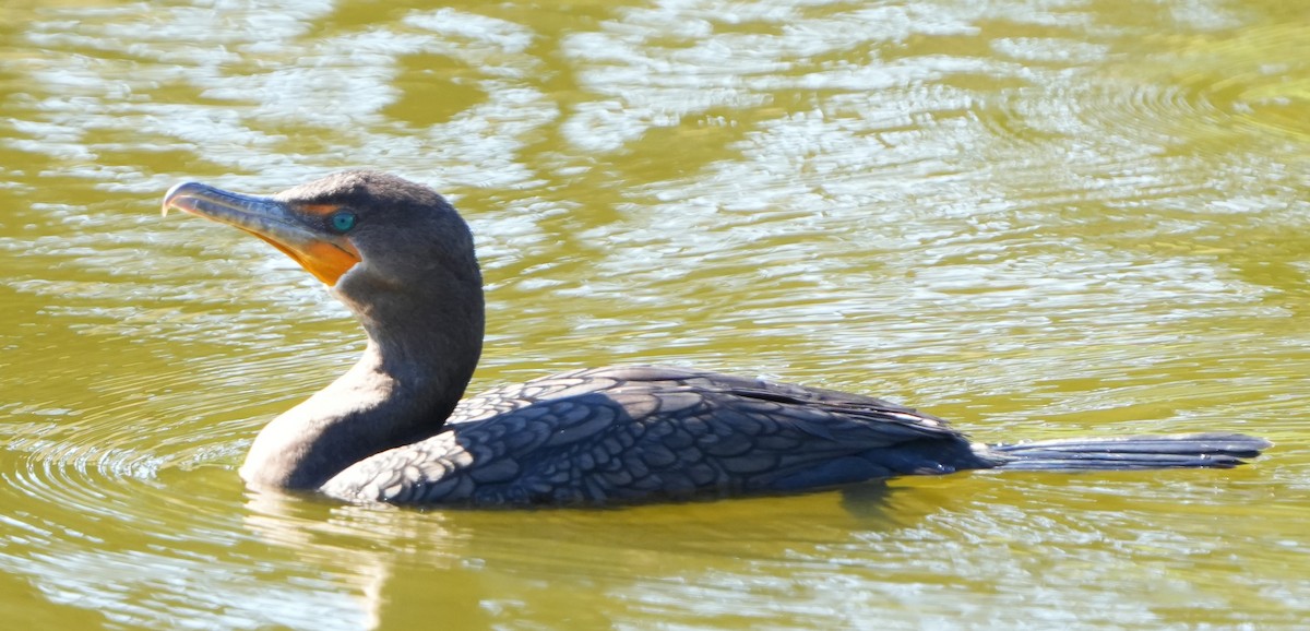Cormoran à aigrettes - ML644683696