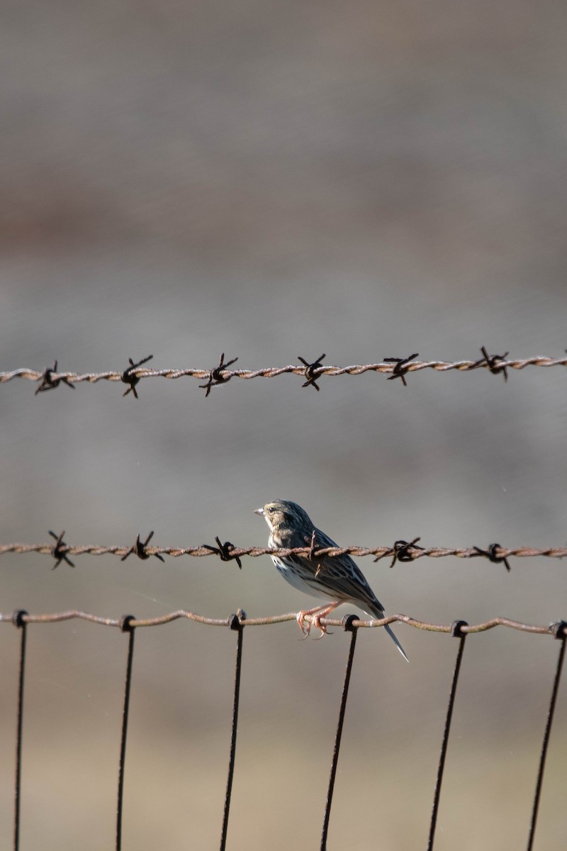 Savannah Sparrow - ML644683697