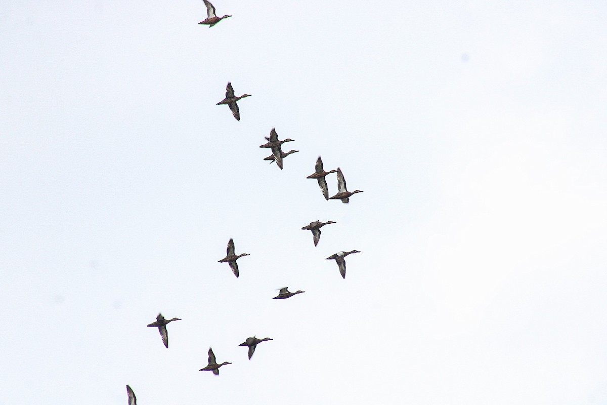 Blue-winged Teal - ML644683698