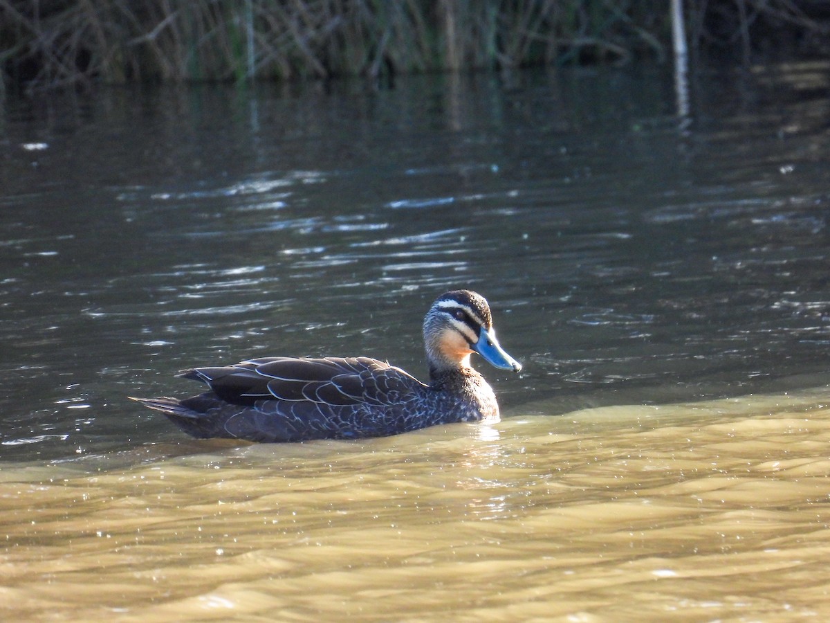 Pacific Black Duck - ML644683699
