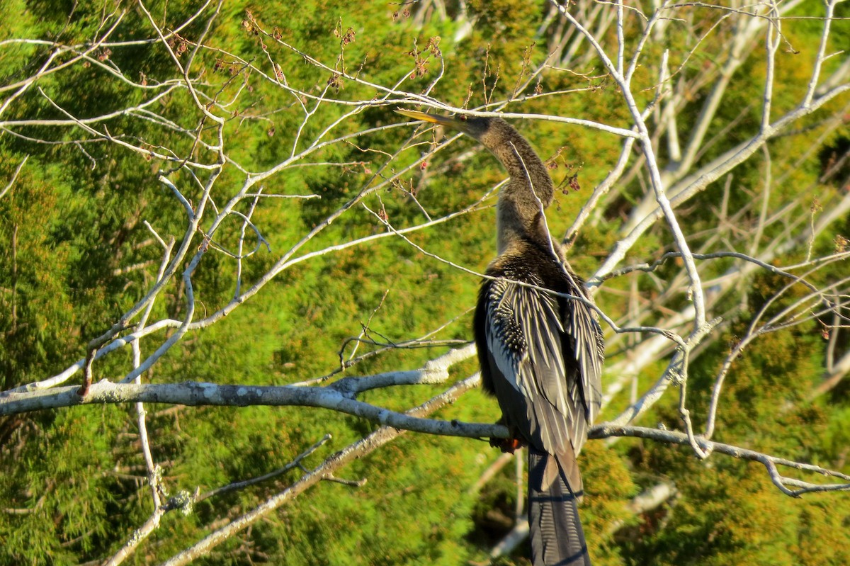 amerikaslangehals - ML644683700