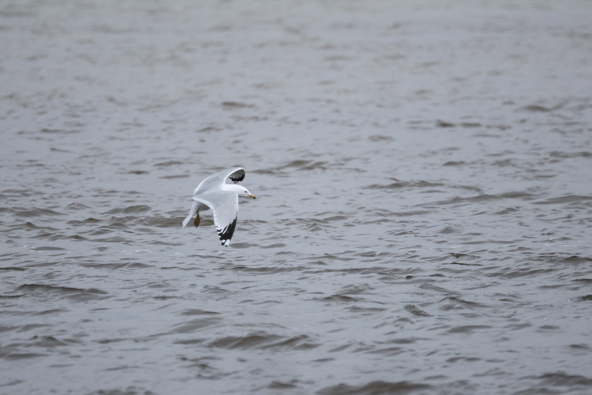 Goéland à bec cerclé - ML644683702
