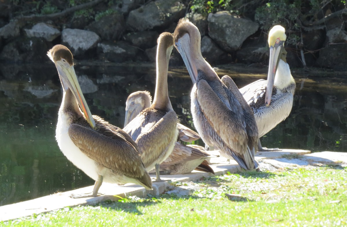 brunpelikan - ML644683703