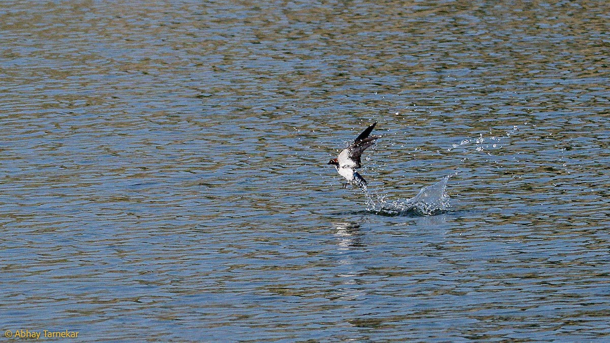 Hirondelle à longs brins - ML644683706