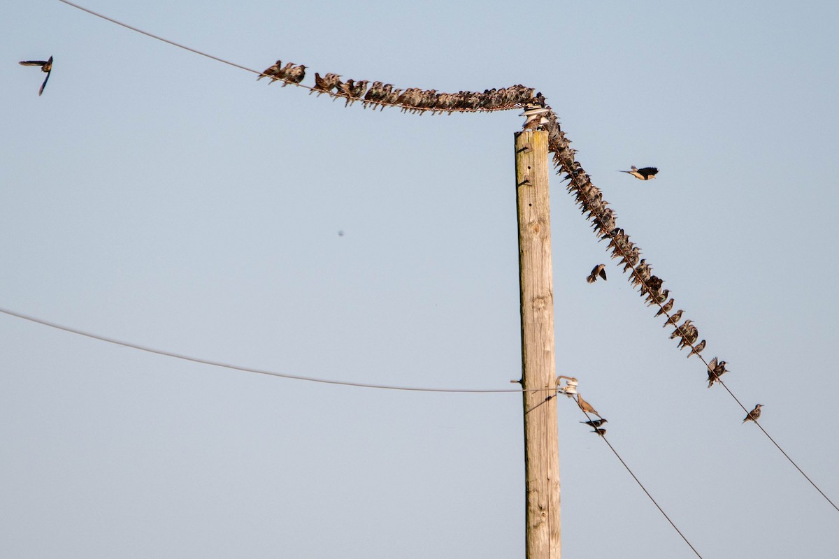 Étourneau sansonnet - ML644683707