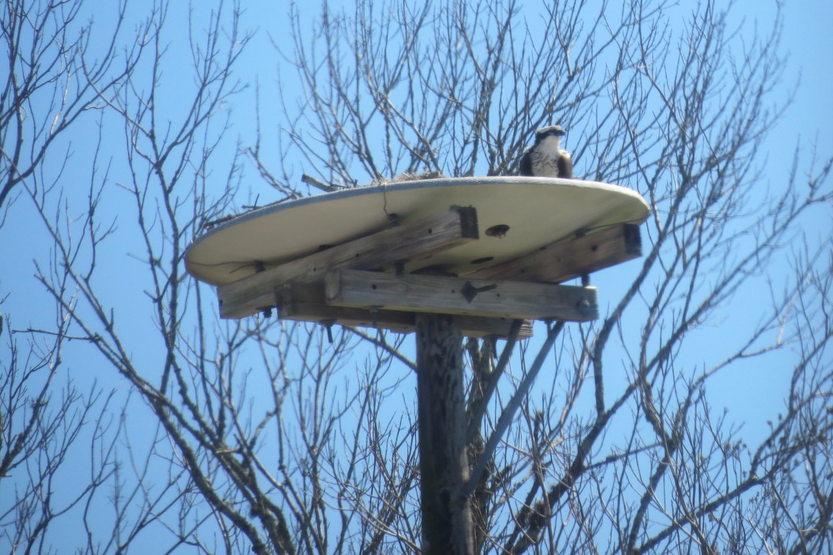 Balbuzard pêcheur - ML644683708