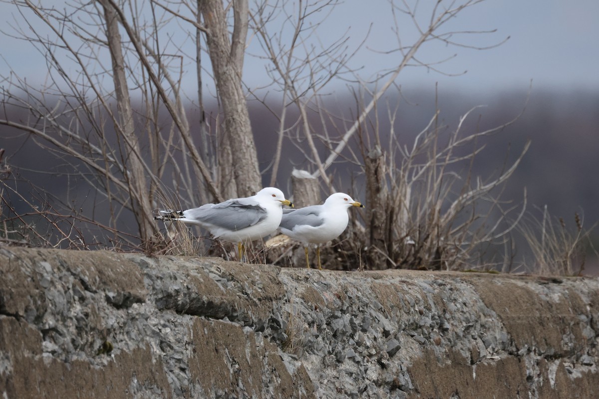 Goéland à bec cerclé - ML644683709