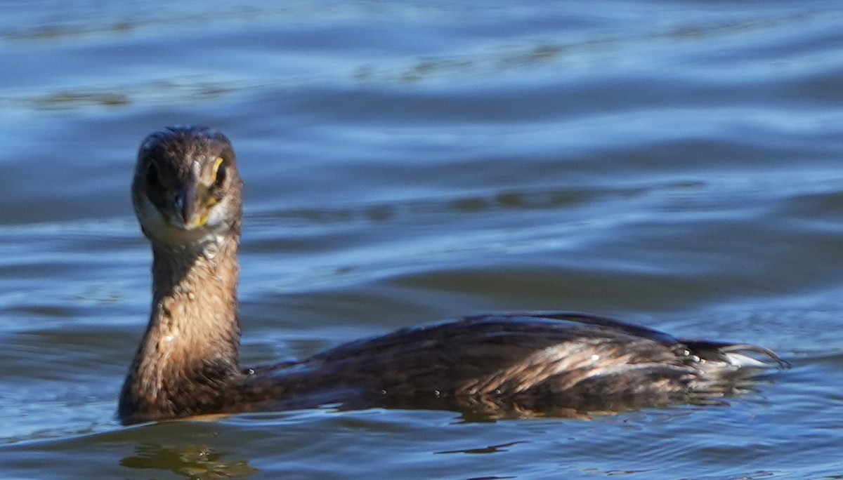 Grèbe à bec bigarré - ML644683710