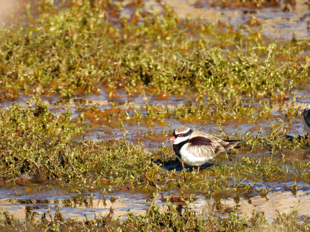 Pluvier à face noire - ML644683711