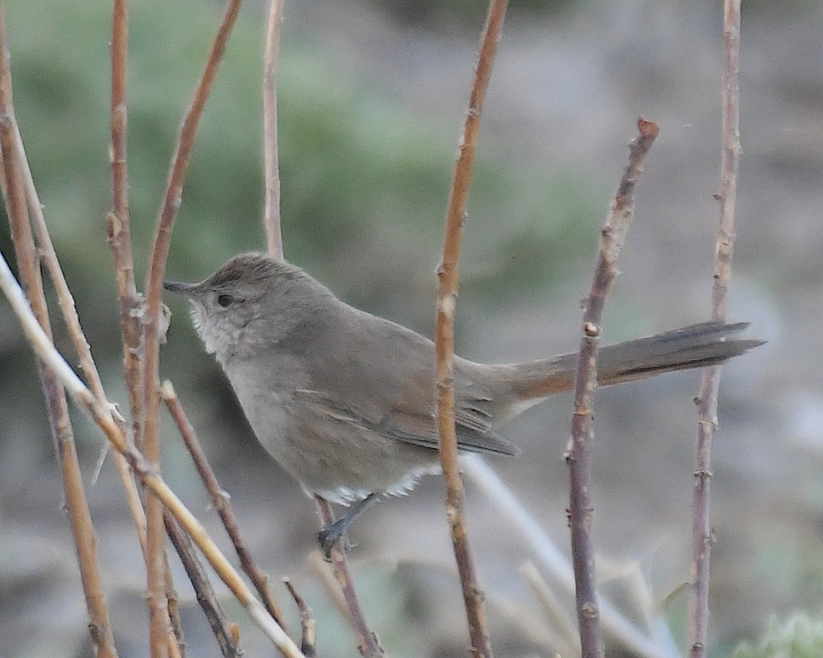 Synallaxe vannier - ML644683712