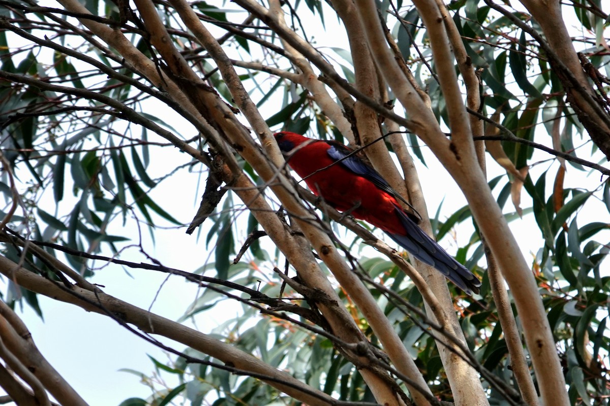 Perruche de Pennant - ML644683713