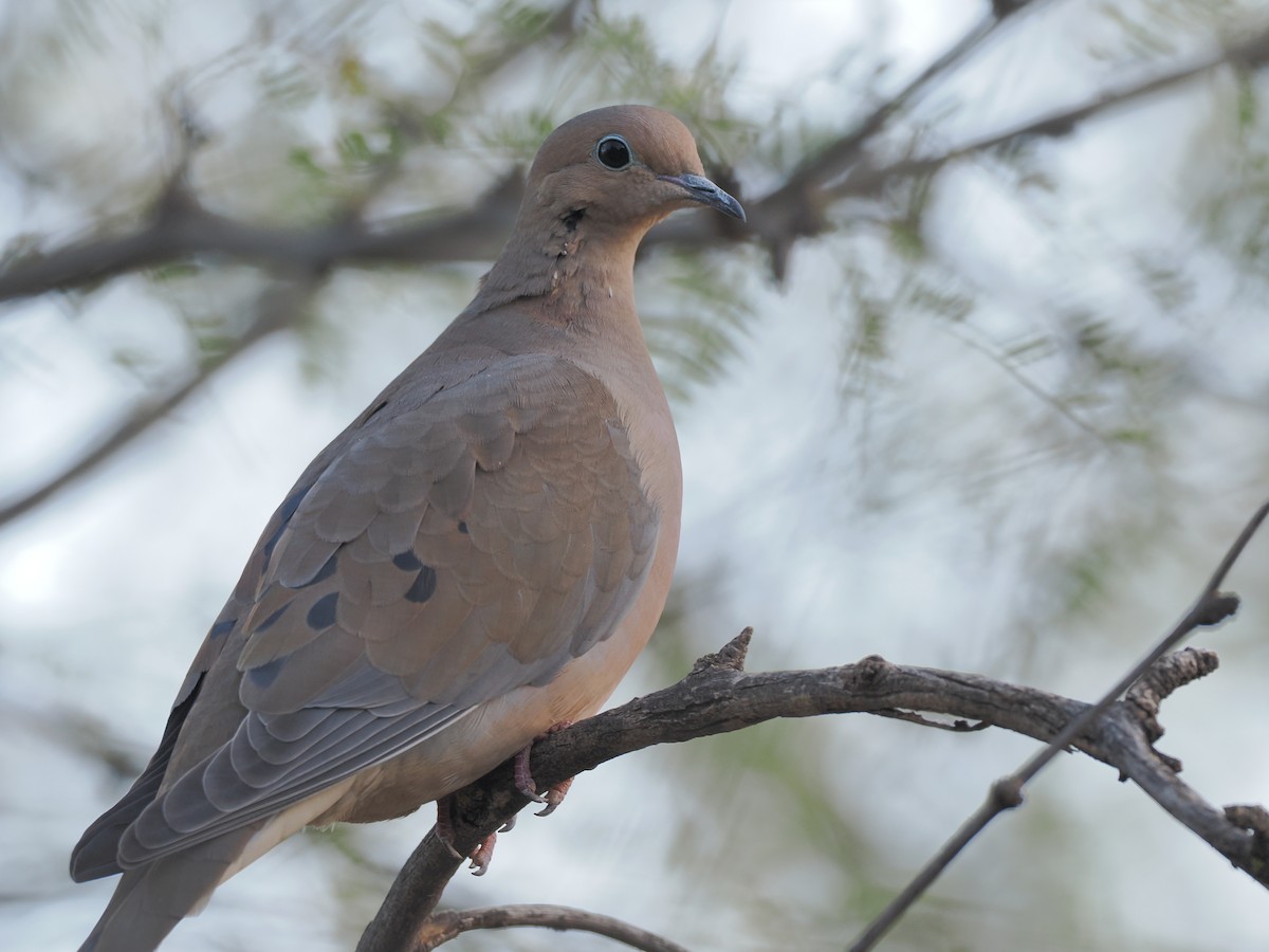 Tourterelle triste - ML644683714