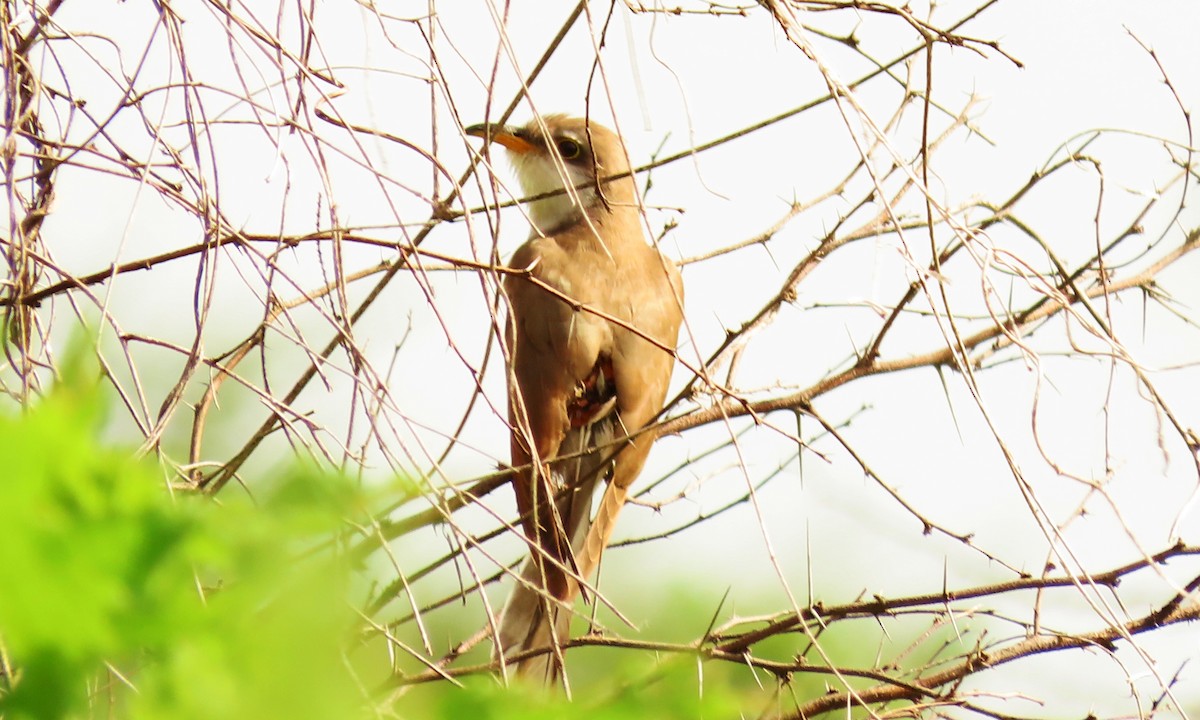 Coulicou à bec jaune - ML644683715