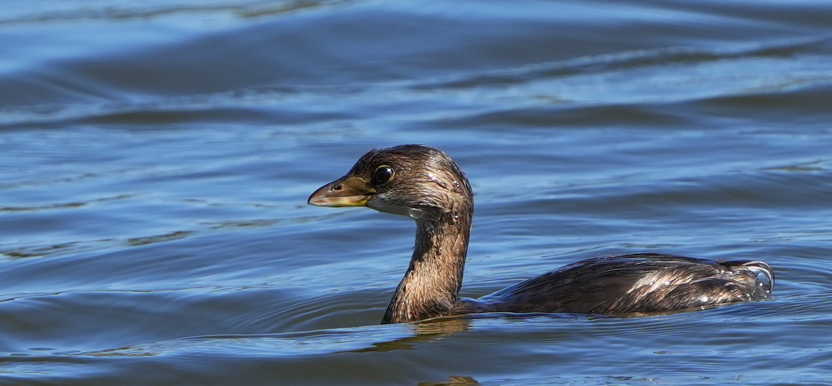 Grèbe à bec bigarré - ML644683716