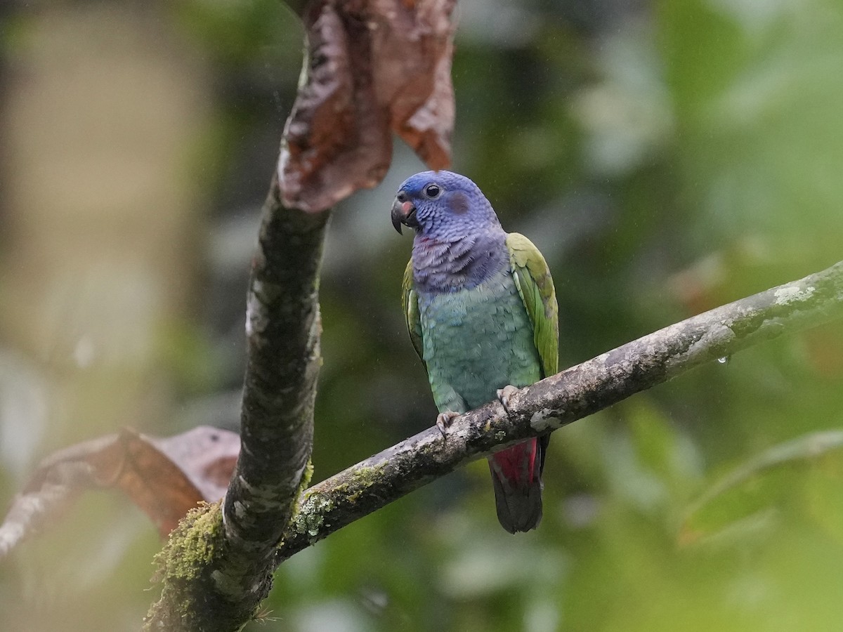 Pione à tête bleue - ML644683718
