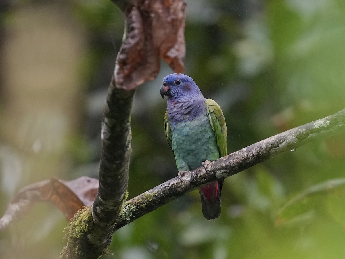Pione à tête bleue - ML644683719