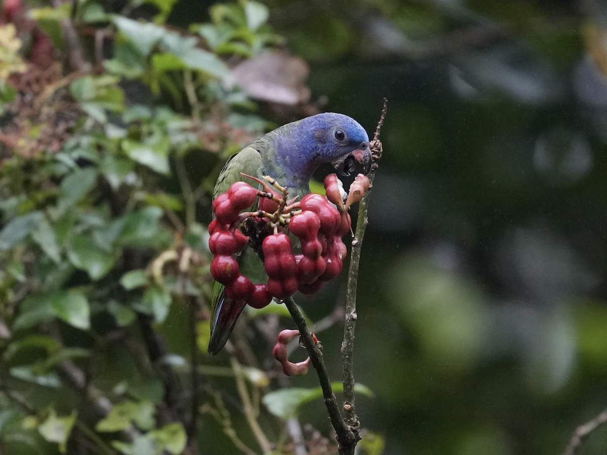 Pione à tête bleue - ML644683720