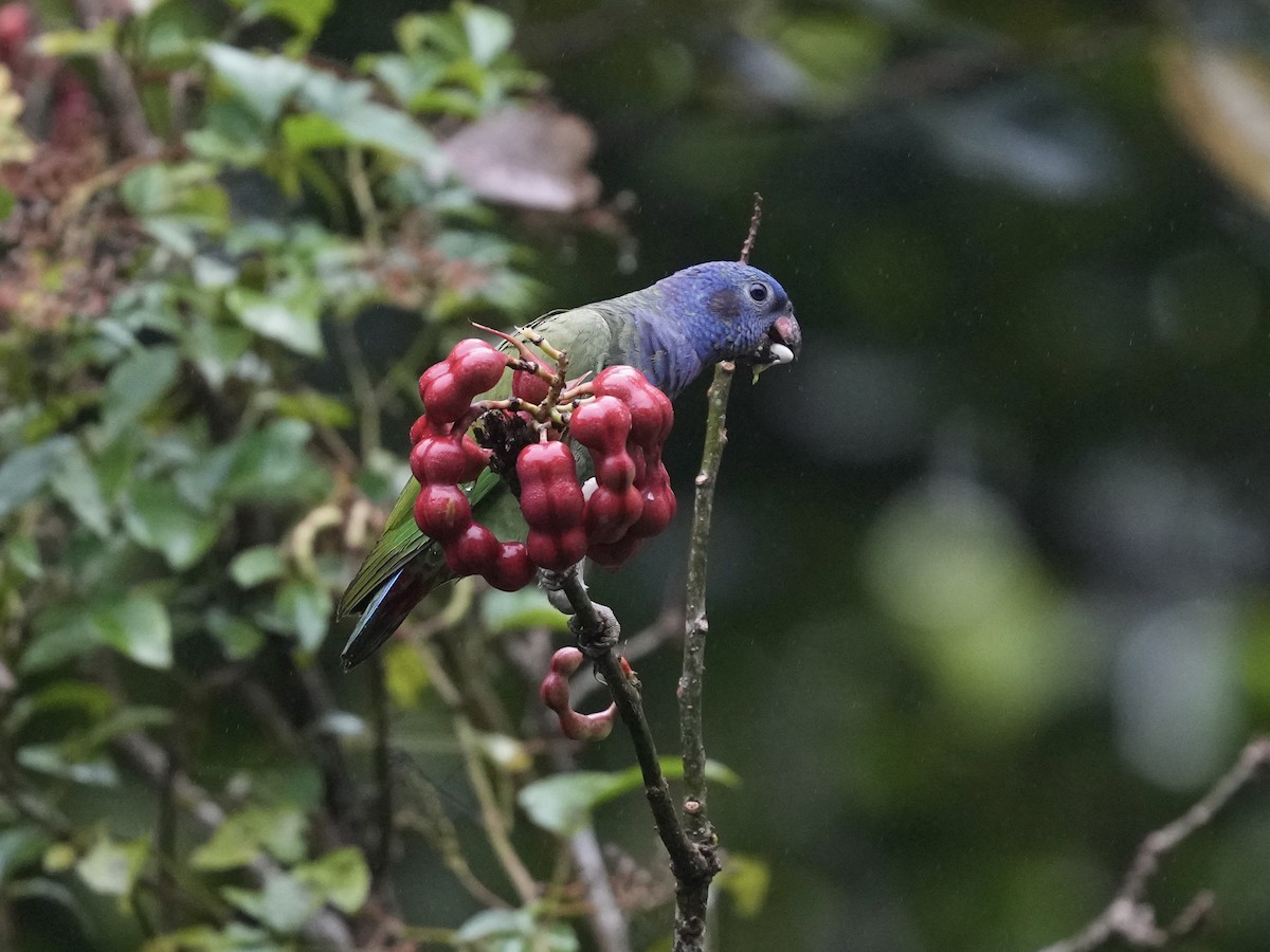 Pione à tête bleue - ML644683721