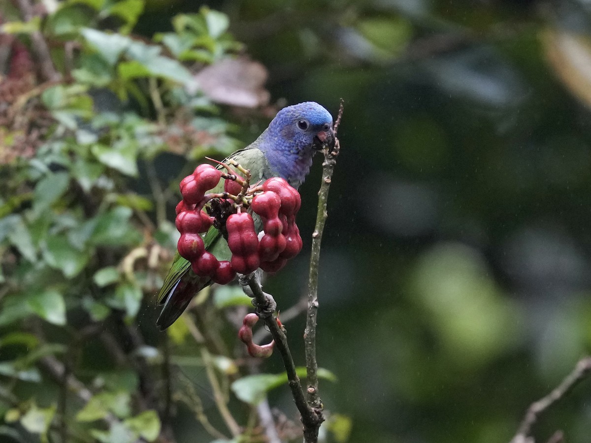 Pione à tête bleue - ML644683722
