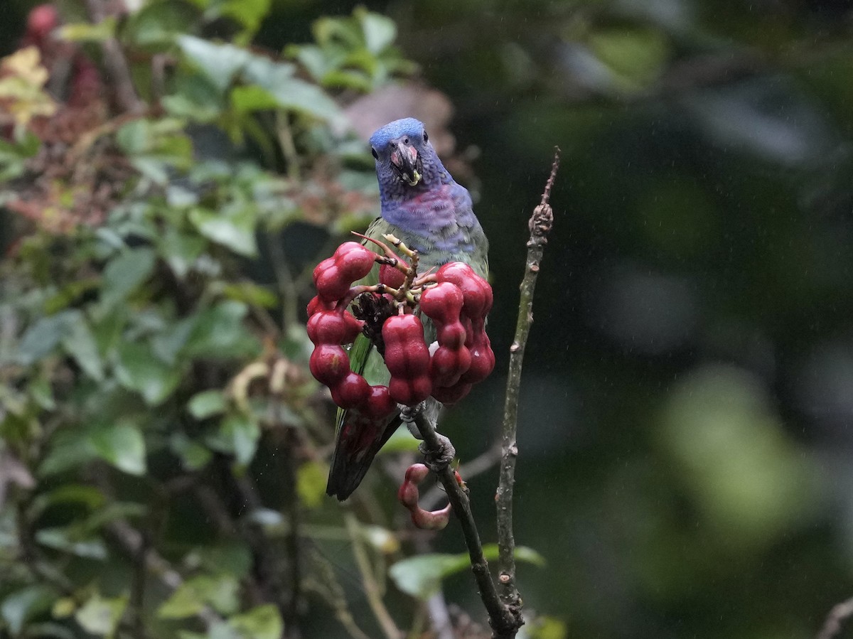 Pione à tête bleue - ML644683723