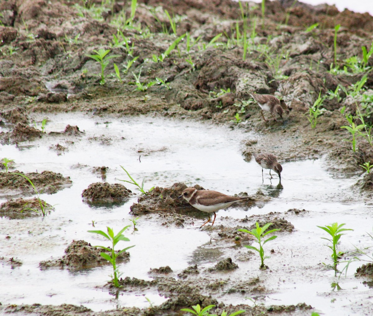 Pluvier semipalmé - ML644683724