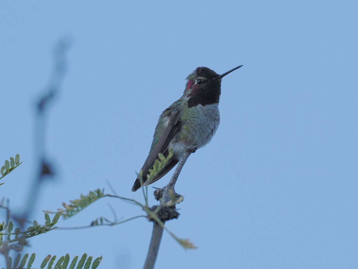 Colibri d'Anna - ML644683725