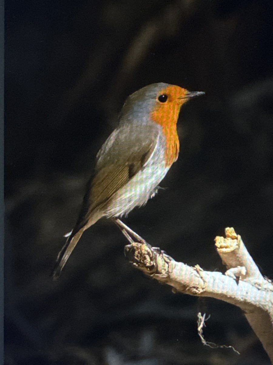 Rougegorge familier - ML644683727