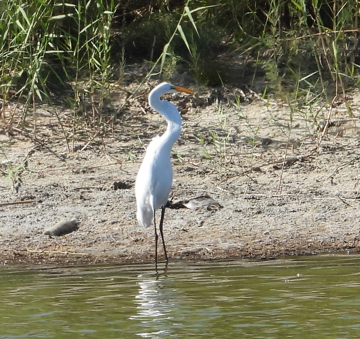 Grande Aigrette - ML644683728