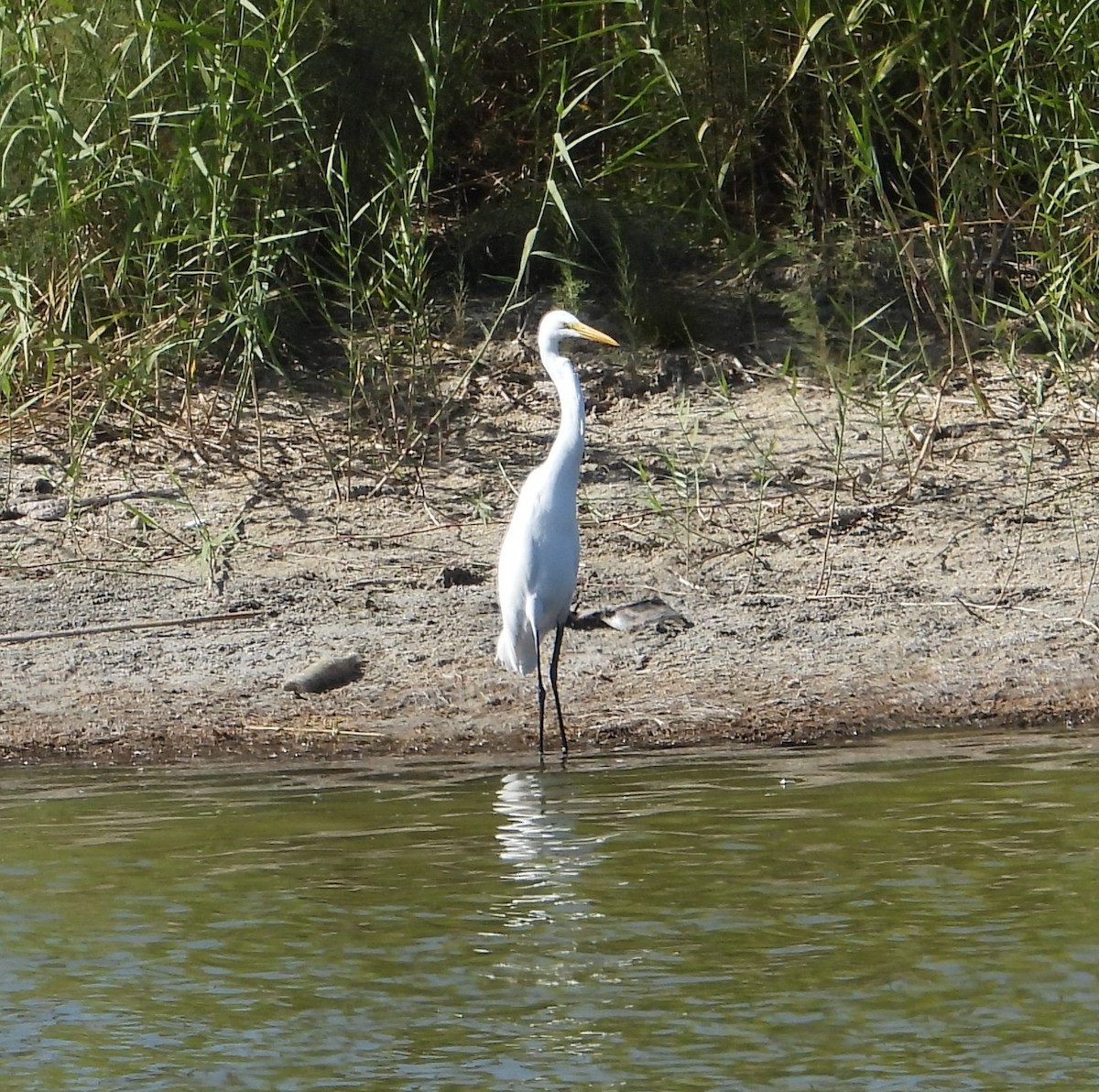 Grande Aigrette - ML644683729