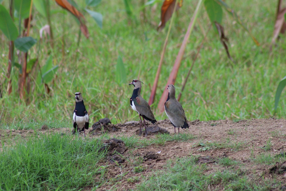 Vanneau téro - ML644683730