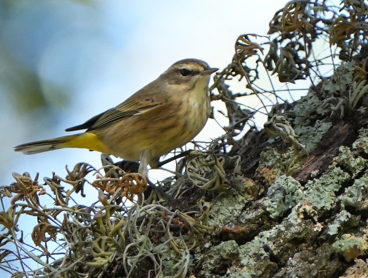 Paruline à couronne rousse - ML644683732