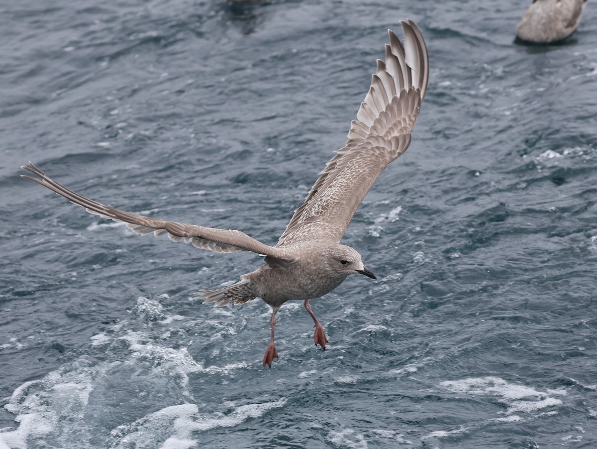 Goéland arctique (thayeri) - ML644683733