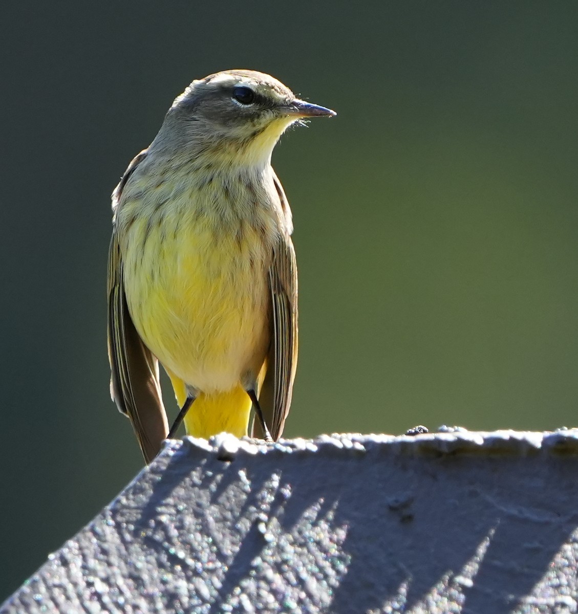 Paruline à couronne rousse - ML644683734