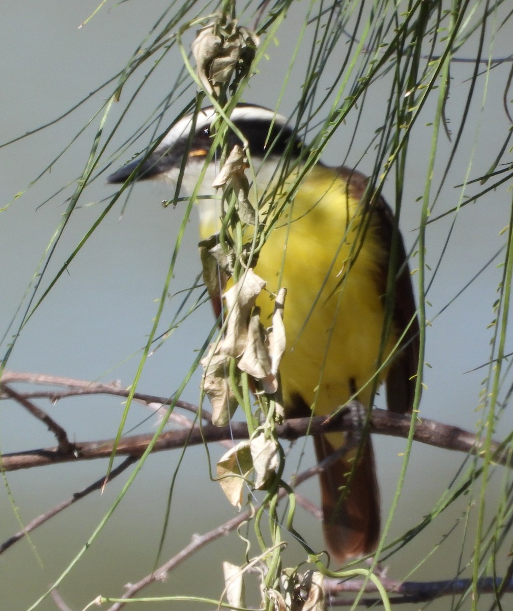 Tyran quiquivi - ML644683735