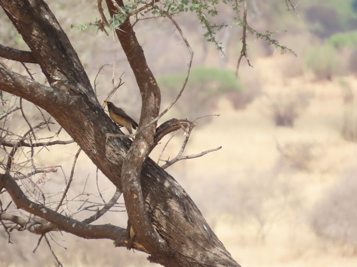 Yellow-billed Oxpecker - ML644683736