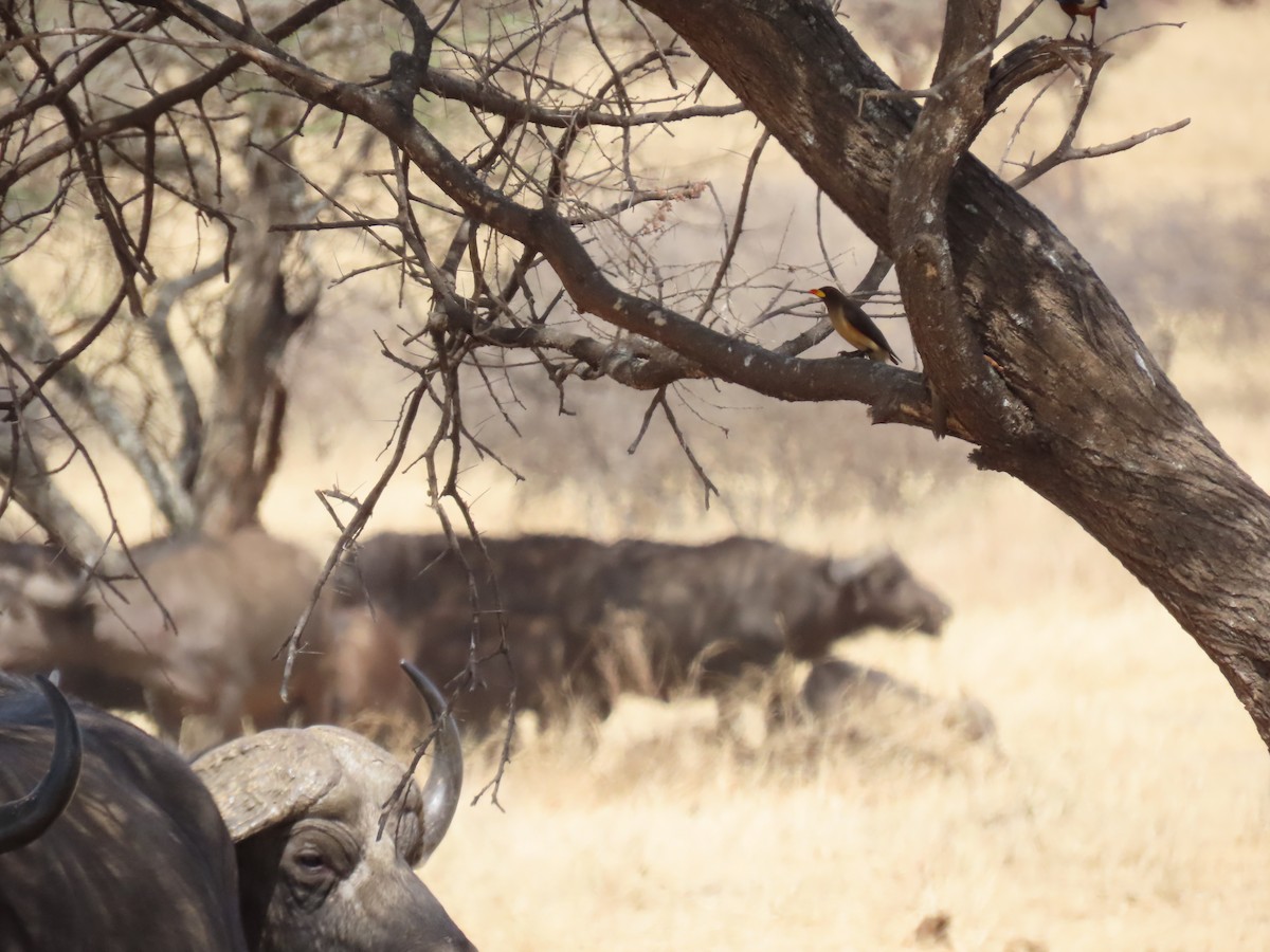 Yellow-billed Oxpecker - ML644683737