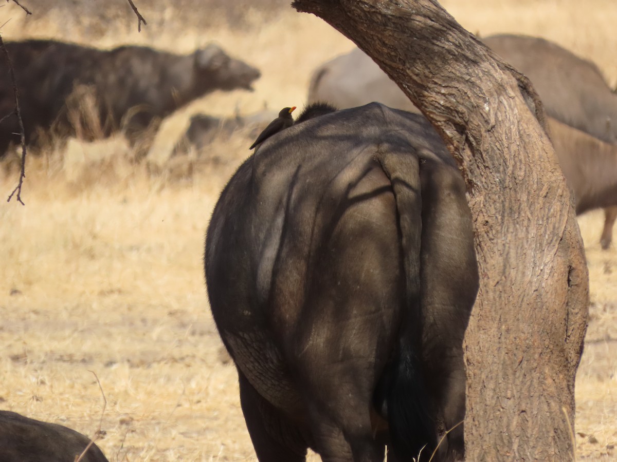 Yellow-billed Oxpecker - ML644683738
