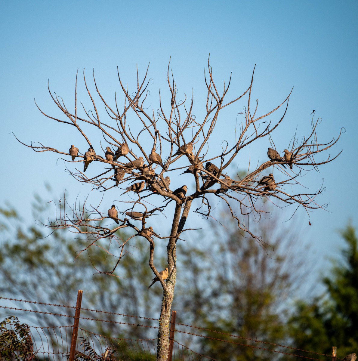 Mourning Dove - ML644683739