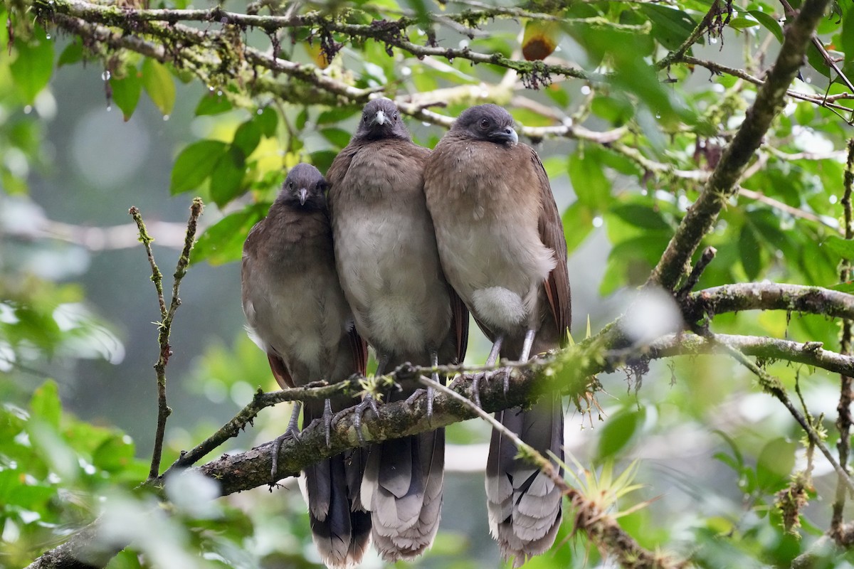 Чачалака сіроголова - ML644683746